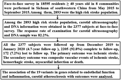 Inflammation and endothelial function relevant genetic polymorphisms, carotid atherosclerosis, and vascular events in high-risk stroke population